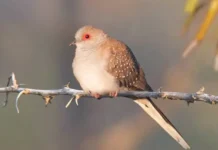 Australia’s ‘Diamond Dove’ in Assam: Good News for Nature Lovers or a Threat to the Ecosystem?