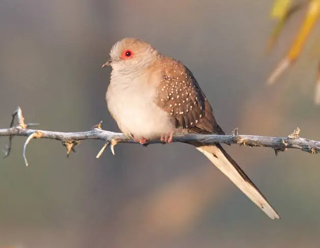 Australia’s ‘Diamond Dove’ in Assam: Good News for Nature Lovers or a Threat to the Ecosystem?