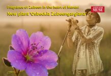 Discovery of New Plant in Manas: Named ‘Osbeckia zubeengargiana’ After Zubeen Garg
