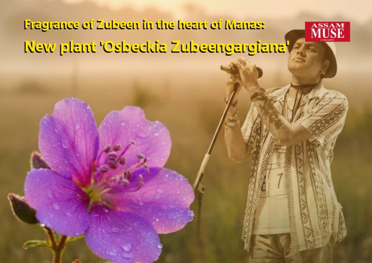 Discovery of New Plant in Manas: Named ‘Osbeckia zubeengargiana’ After Zubeen Garg